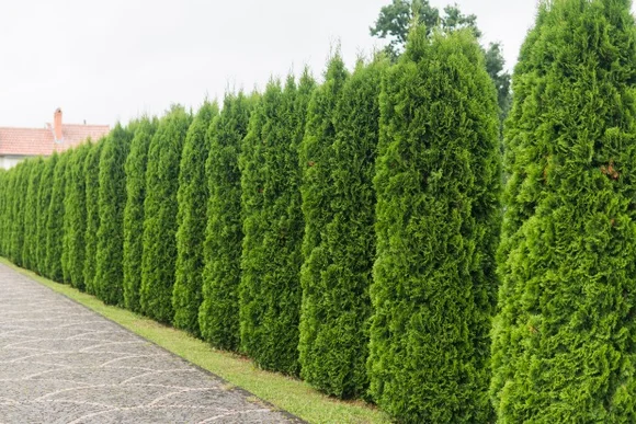 Eine dichte Hecke aus Lebensbäumen.
